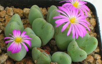 Conophytum cordatum (Living Pebble) Conophytum cordatum (Living Pebble)