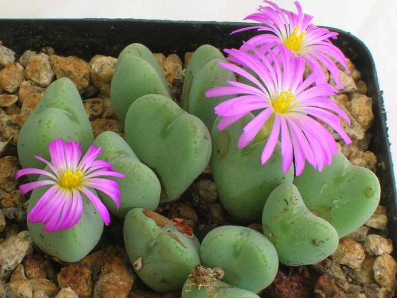 Conophytum cordatum (Living Pebble)