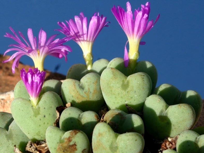 Conophytum cordatum (Living Pebble)