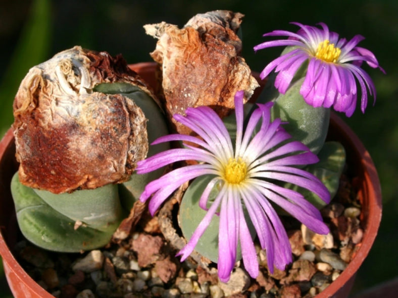 Conophytum cordatum (Living Pebble)