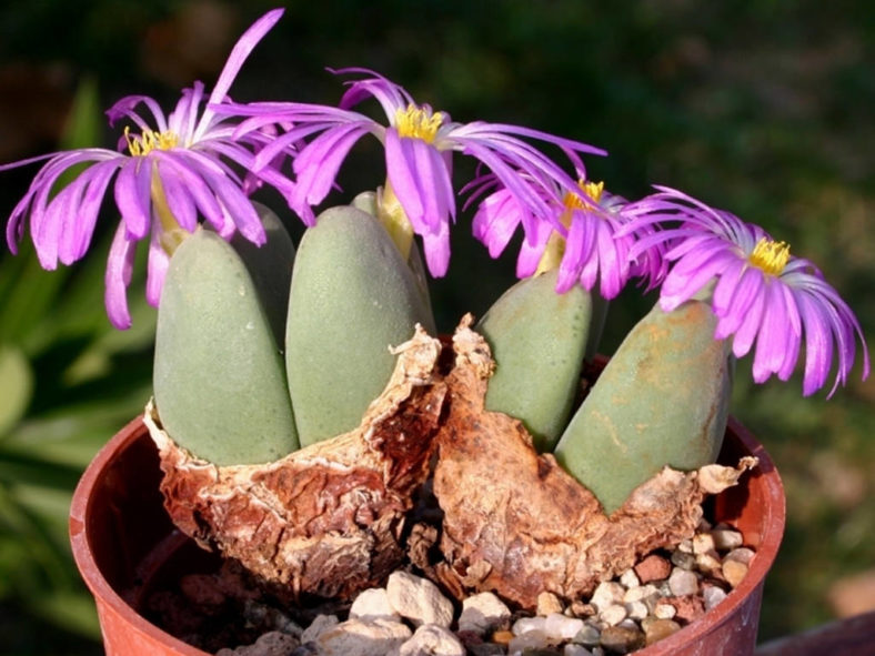 Conophytum cordatum (Living Pebble)