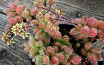 Crassula hirtipes (Hedgehog Stonecrop) Crassula hirtipes (Hedgehog Stonecrop)