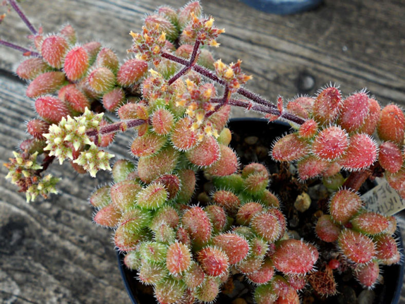 Crassula hirtipes (Hedgehog Stonecrop)