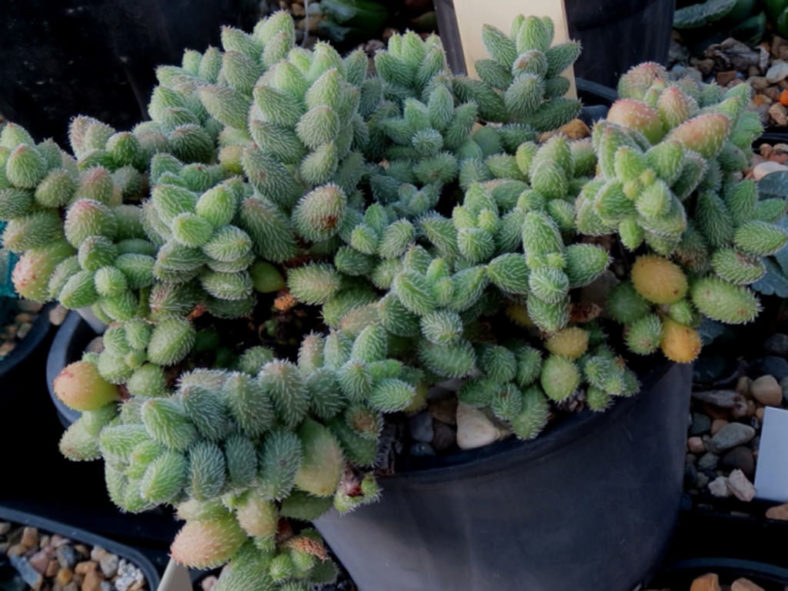 Crassula hirtipes (Hedgehog Stonecrop)