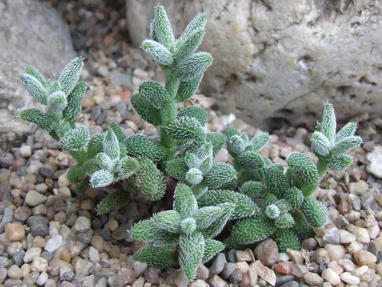 Crassula hirtipes (Hedgehog Stonecrop)