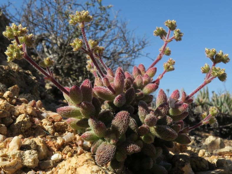 Crassula hirtipes (Hedgehog Stonecrop)