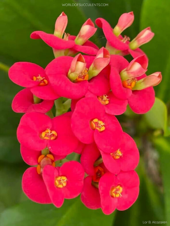 Flowers of Euphorbia milii, commonly known as Crown of Thorns