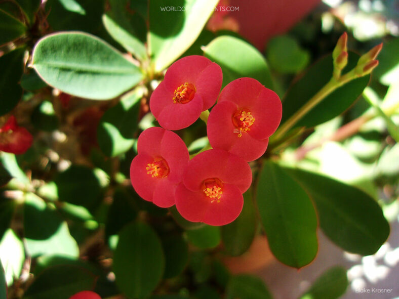 Euphorbia milii, commonly known as Crown of Thorns