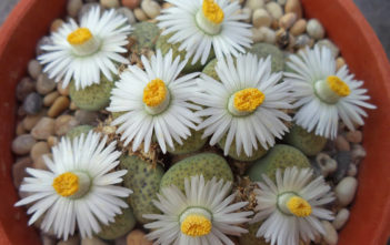 Lithops fulviceps 'Aurea' (White Living Stones) Lithops fulviceps 'Aurea' (White Living Stones)