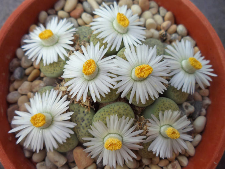 Lithops fulviceps 'Aurea' (White Living Stones)