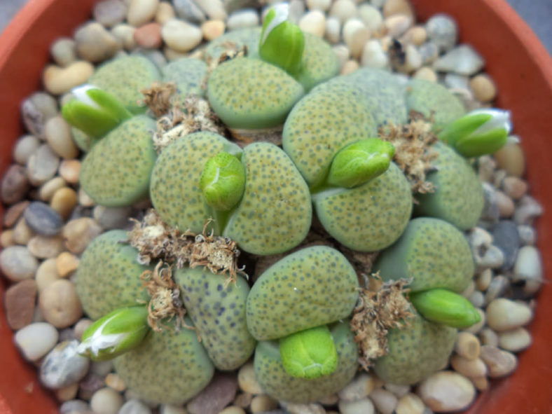 Lithops fulviceps 'Aurea' (White Living Stones)