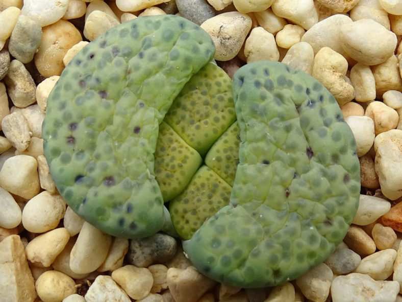 Lithops fulviceps 'Aurea' (White Living Stones)