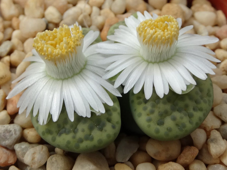 Lithops fulviceps 'Aurea' (White Living Stones)