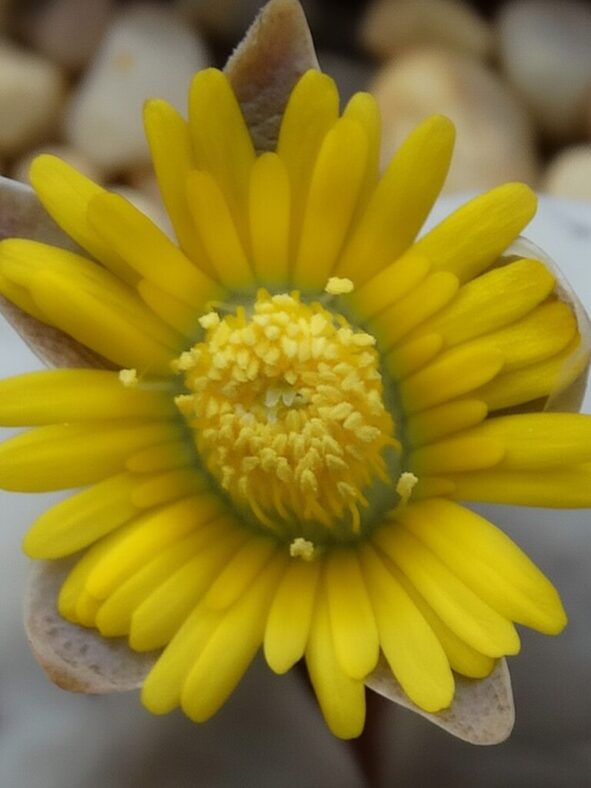 Lithops ruschiorum var. nelii
