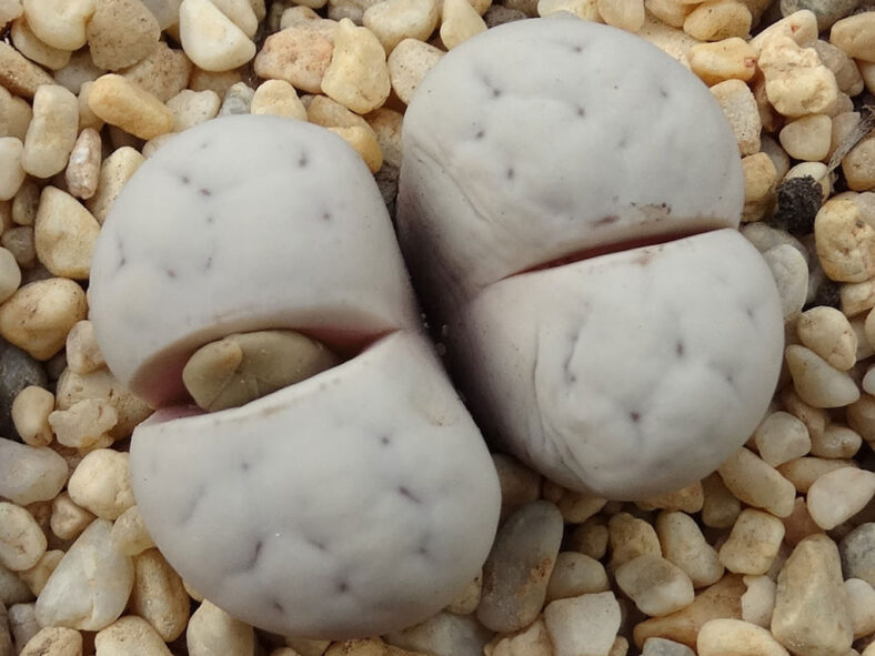 Lithops ruschiorum var. nelii