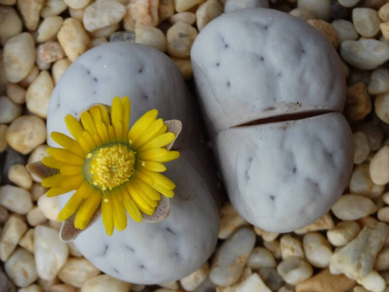Lithops ruschiorum var. nelii