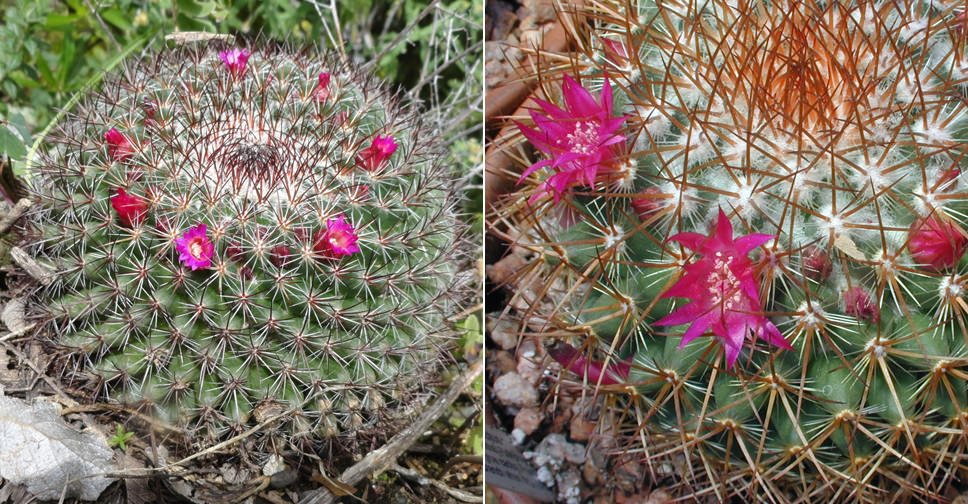 Mammillaria rhodantha (Rainbow Pincushion) World of Succulents