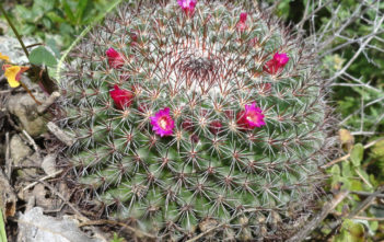Mammillaria rhodantha (Rainbow Pincushion) Mammillaria rhodantha (Rainbow Pincushion)