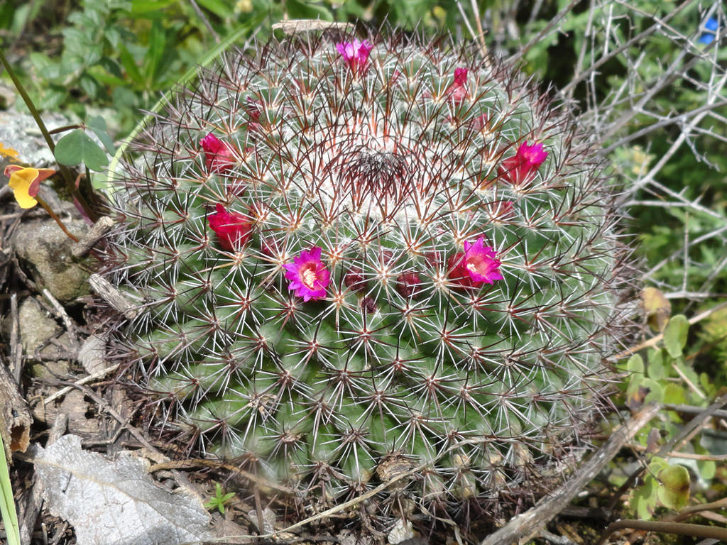 Mammillaria rhodantha (Rainbow Pincushion)