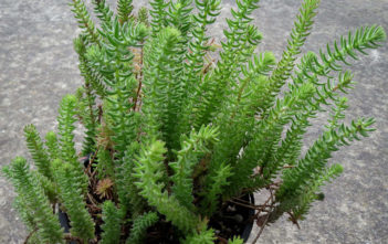 Sedum jurgensenii Sedum jurgensenii