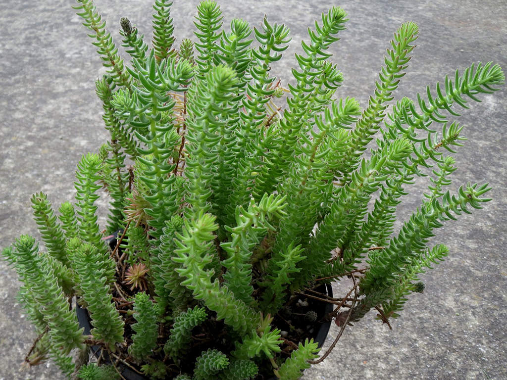 Sedum jurgensenii