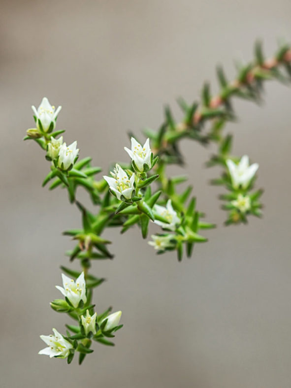 Sedum jurgensenii