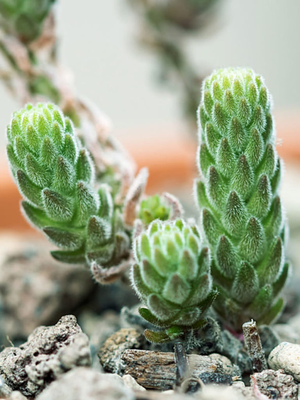 Sedum jurgensenii