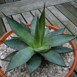 Agave × romani - World of Succulents