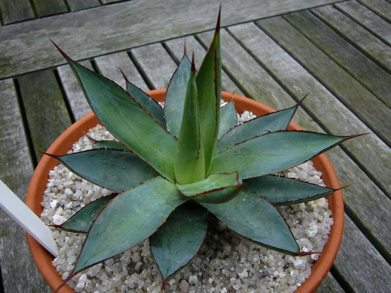 Agave × romani