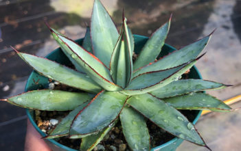 Agave x romani Agave x romani