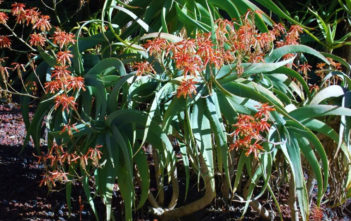Aloe flexilifolia Aloe flexilifolia