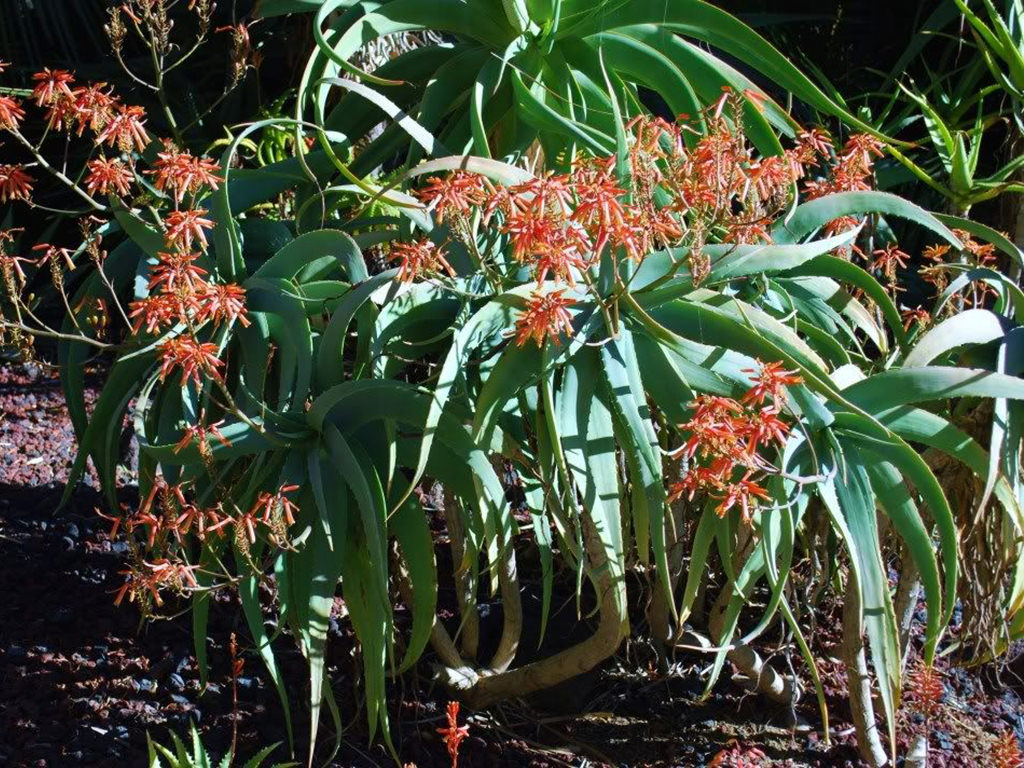 Aloe flexilifolia