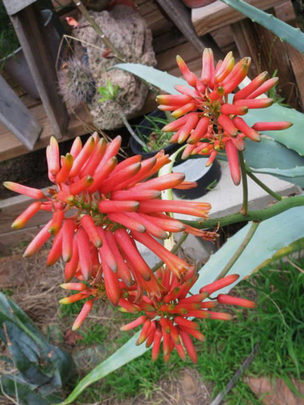 Aloe flexilifolia