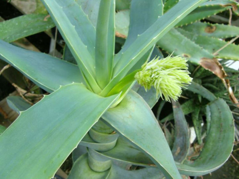 Aloe flexilifolia