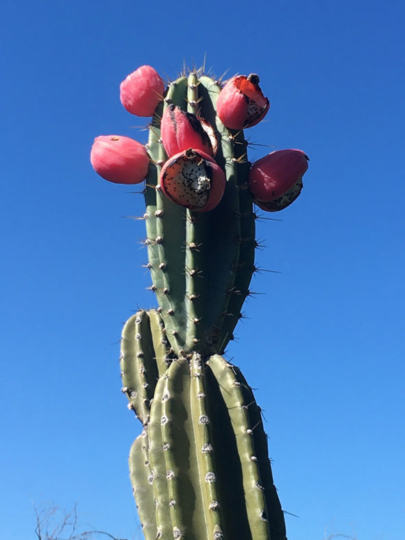 Cereus bicolor