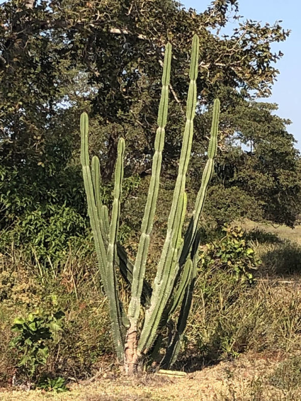 Cereus bicolor