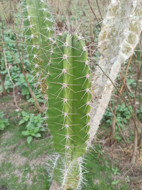 Cereus bicolor