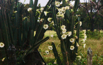 Cereus bicolor Cereus bicolor