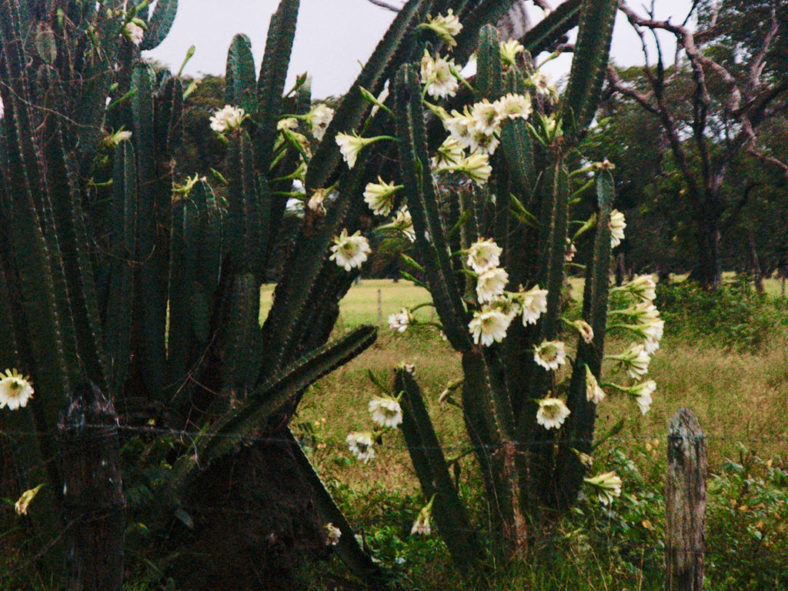 Cereus bicolor