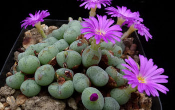 Conophytum | World of Succulents