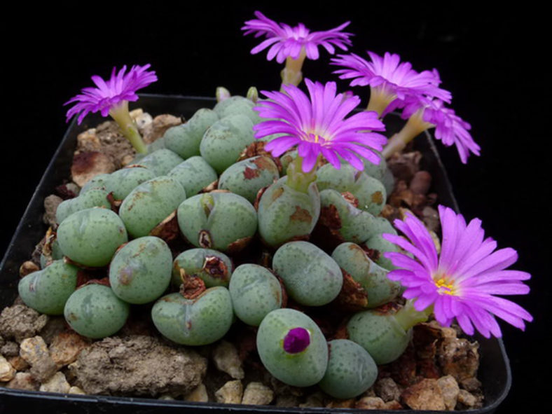 Conophytum velutinum