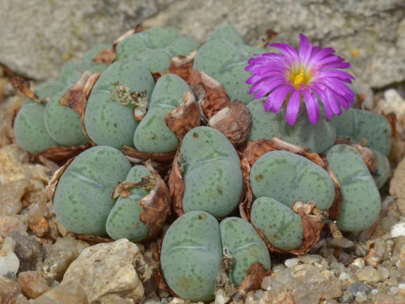 Conophytum velutinum