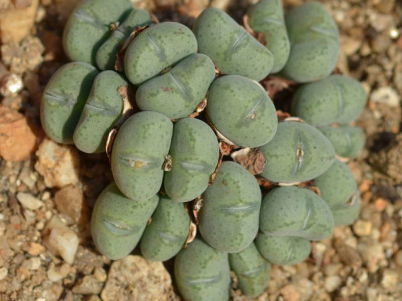 Conophytum velutinum