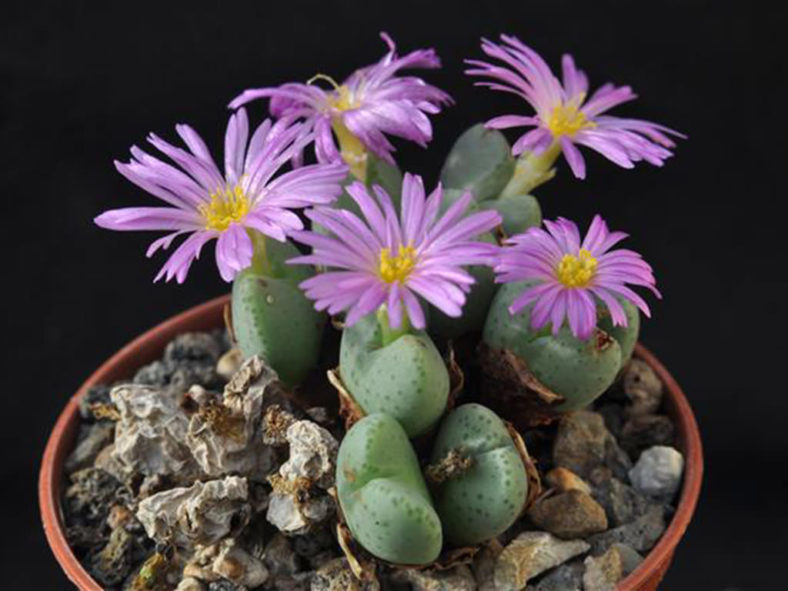 Conophytum velutinum