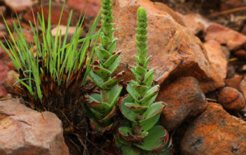 Crassula capitella subsp. nodulosa Crassula capitella subsp. nodulosa