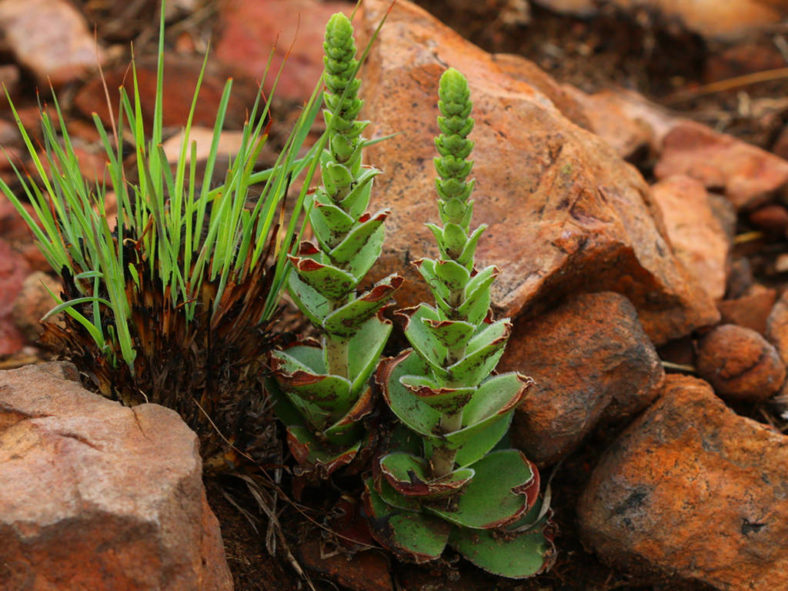 Crassula capitella subsp. nodulosa