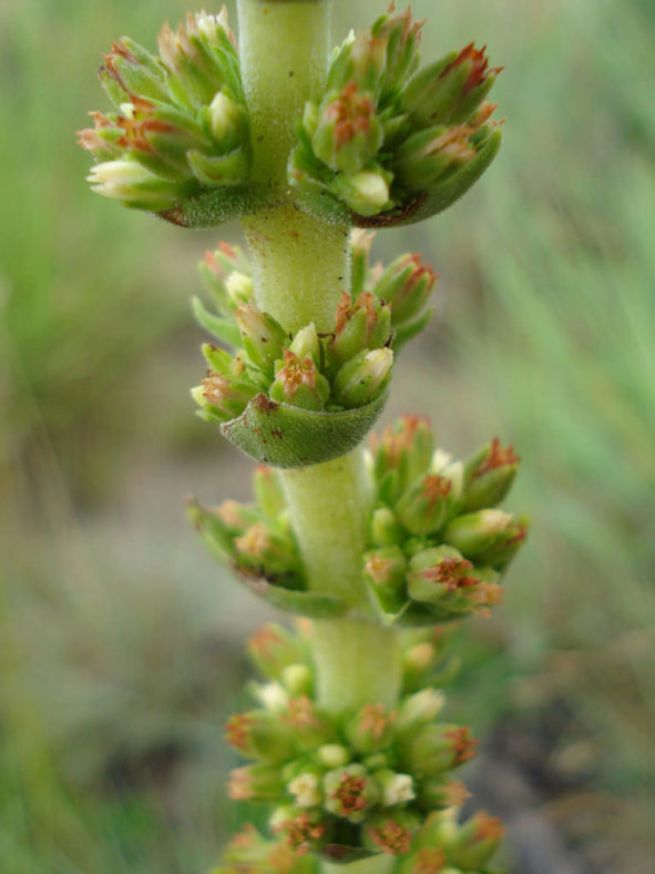 Crassula capitella subsp. nodulosa