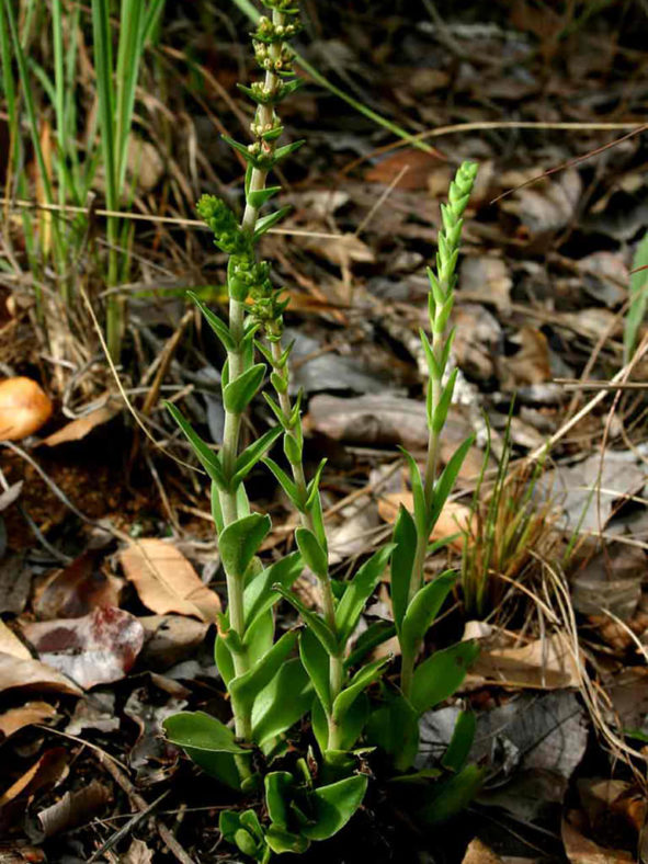 Crassula capitella subsp. nodulosa