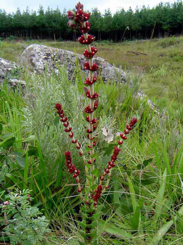 Crassula capitella subsp. nodulosa