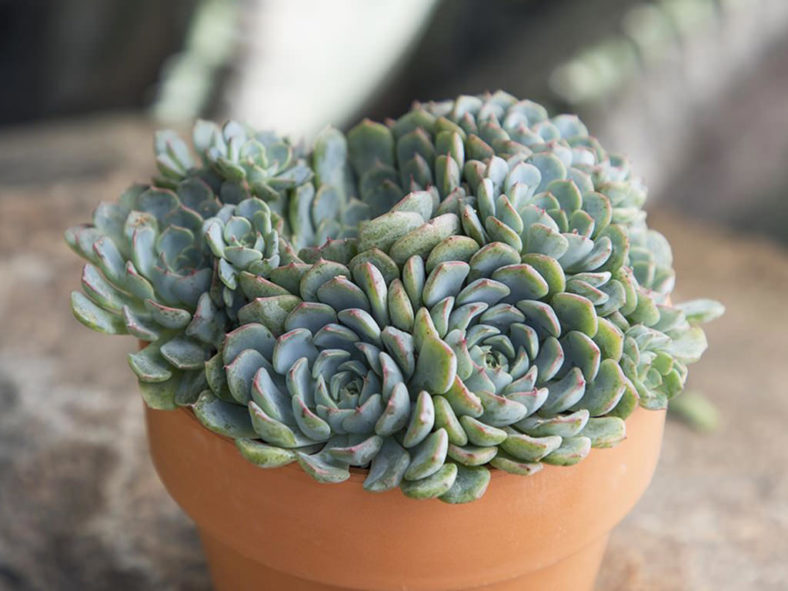 Echeveria 'Azulita'